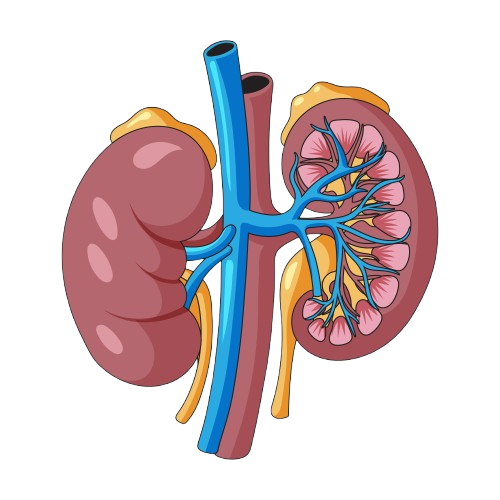 Kidney cancer treatment in Jaipur 